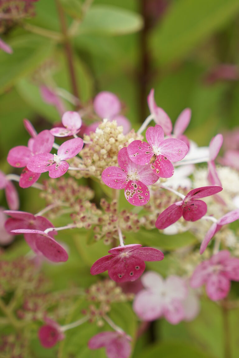 Hydrangea paniculata Early Sensation