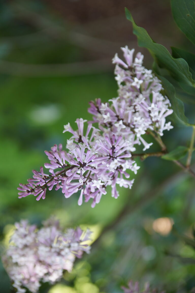 Syringa patula 'Miss Kim'