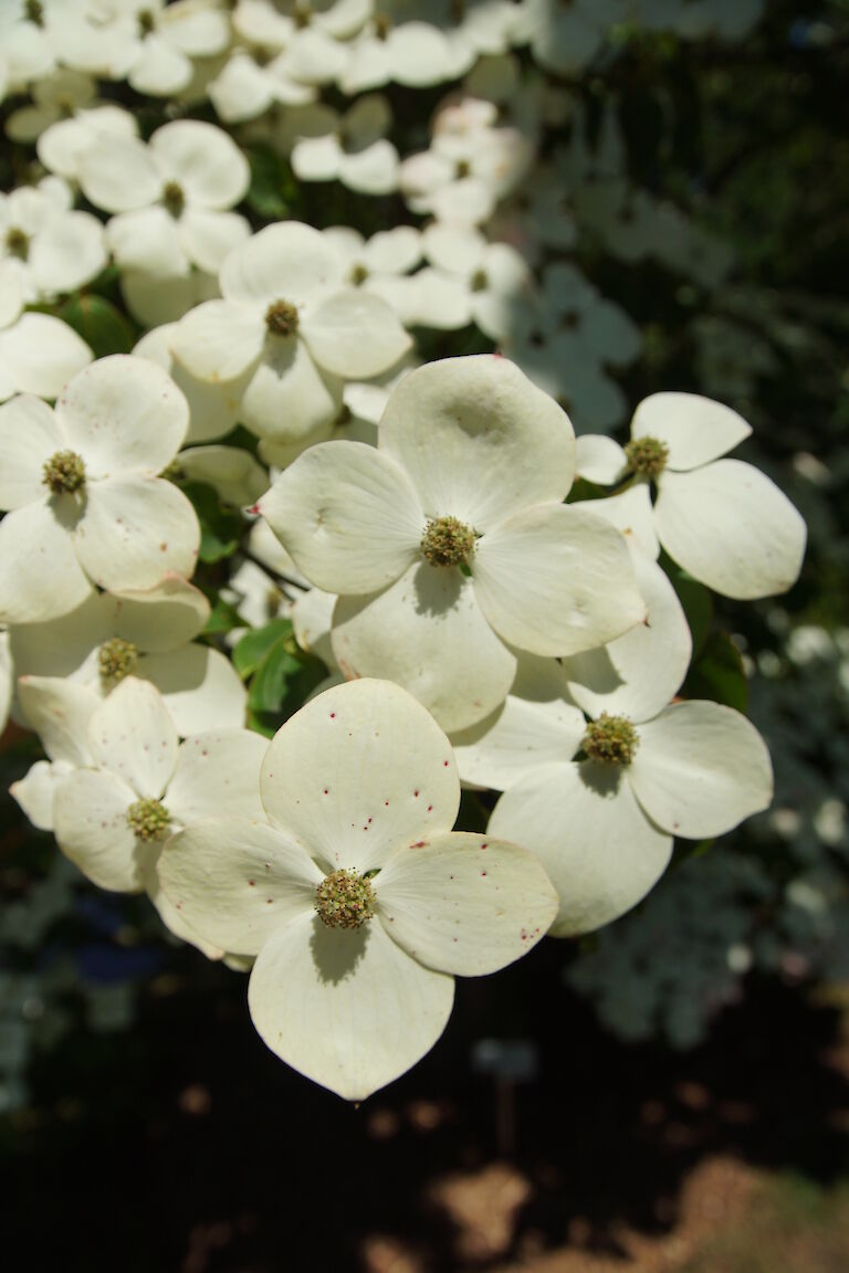 Cornus