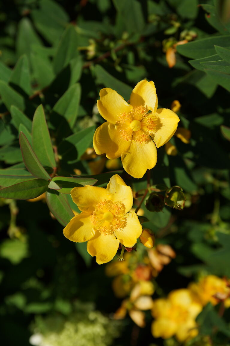 Hypericum 'Hidcote'