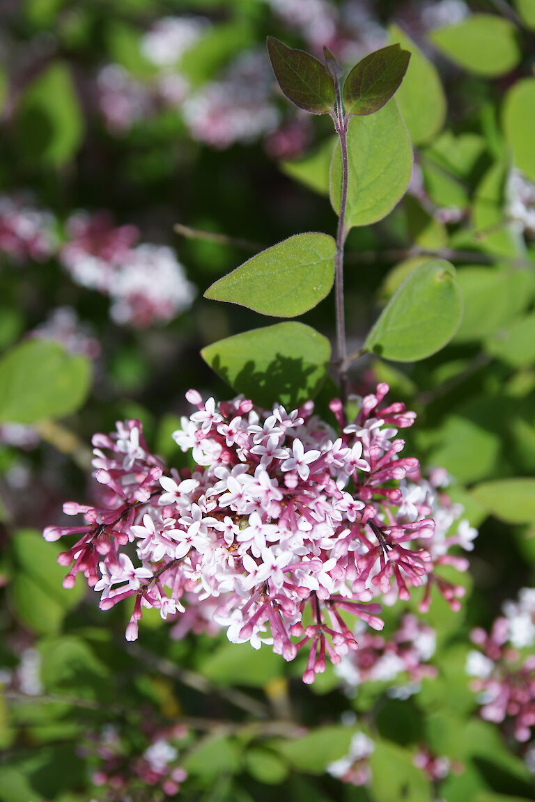 Syringa microphylla 'Superba'