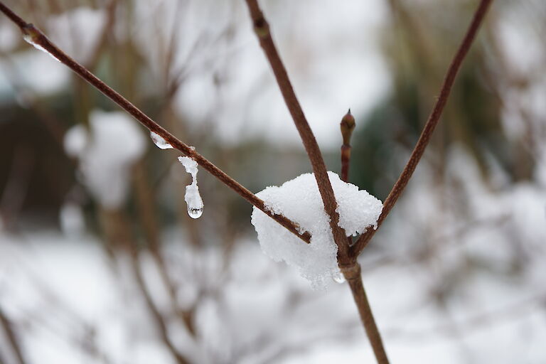 Cornus kousa var. chinensis Winter