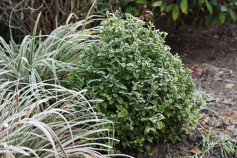 Buxus sempervirens arborescens Winter