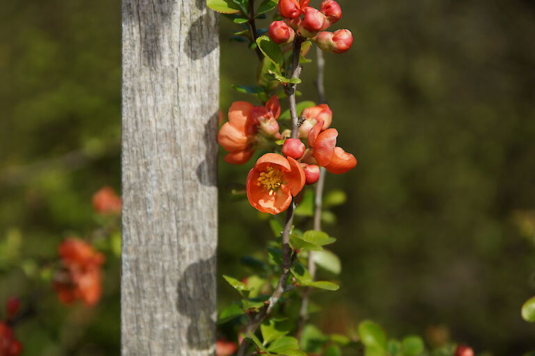 Chaenomelis japonica 'Cido'