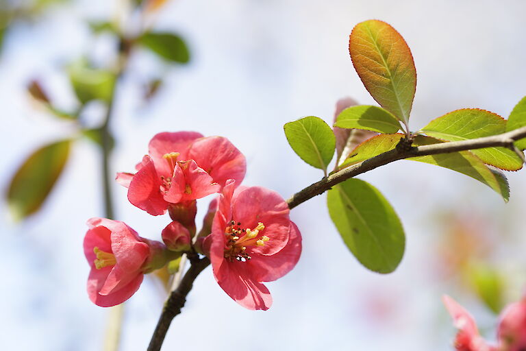 Chaenomeles japonica