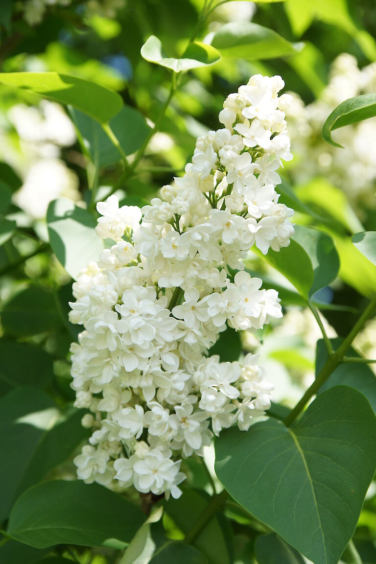 Syringa vulgaris 'J. F. Kennedy'