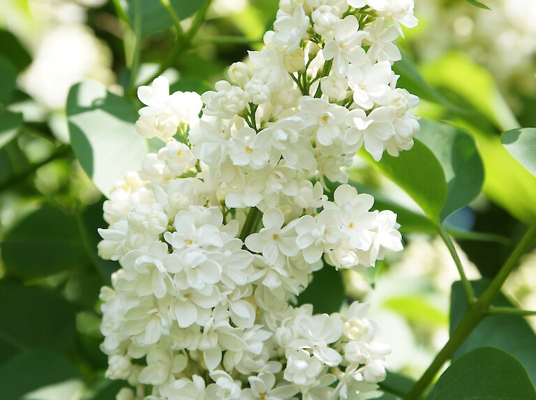 Syringa vulgaris 'J. F. Kennedy'