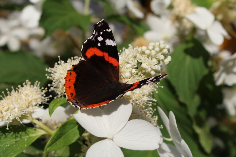 Hydrangea paniculata 'Butterfly' Insekt