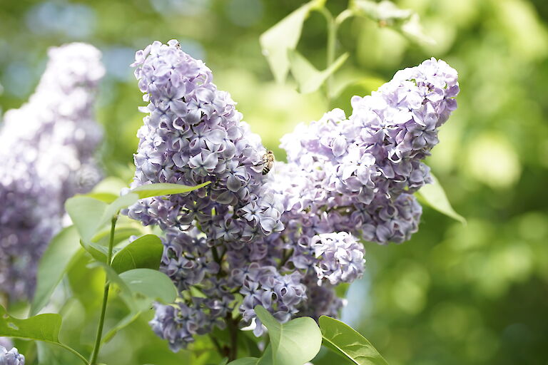 Syringa vulgaris Amor