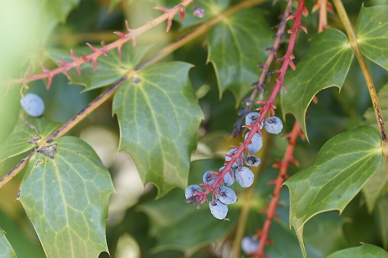 Mahonia