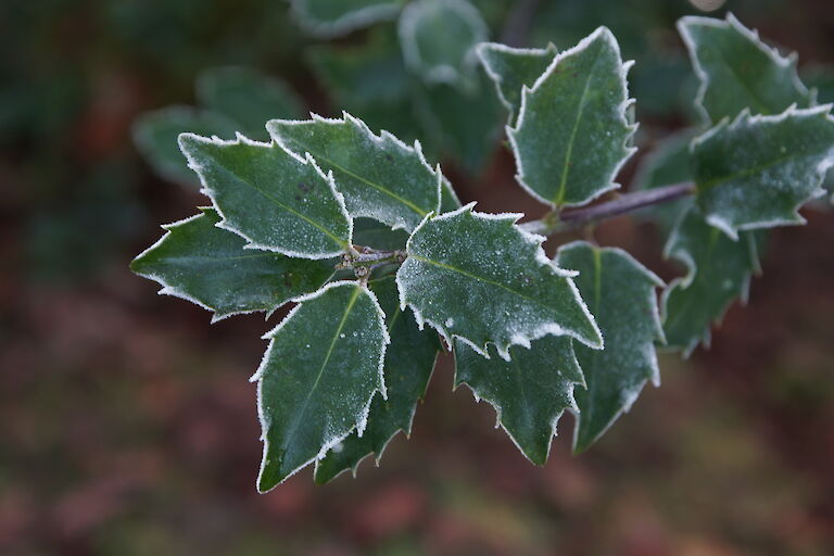 Ilex meserveae 'Blue Princess' Winter