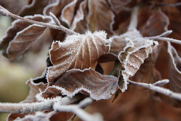 Fagus sylvatica Winter