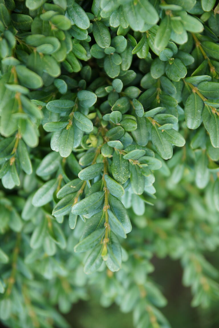  Buxus sempervirens 'Blauer Heinz'