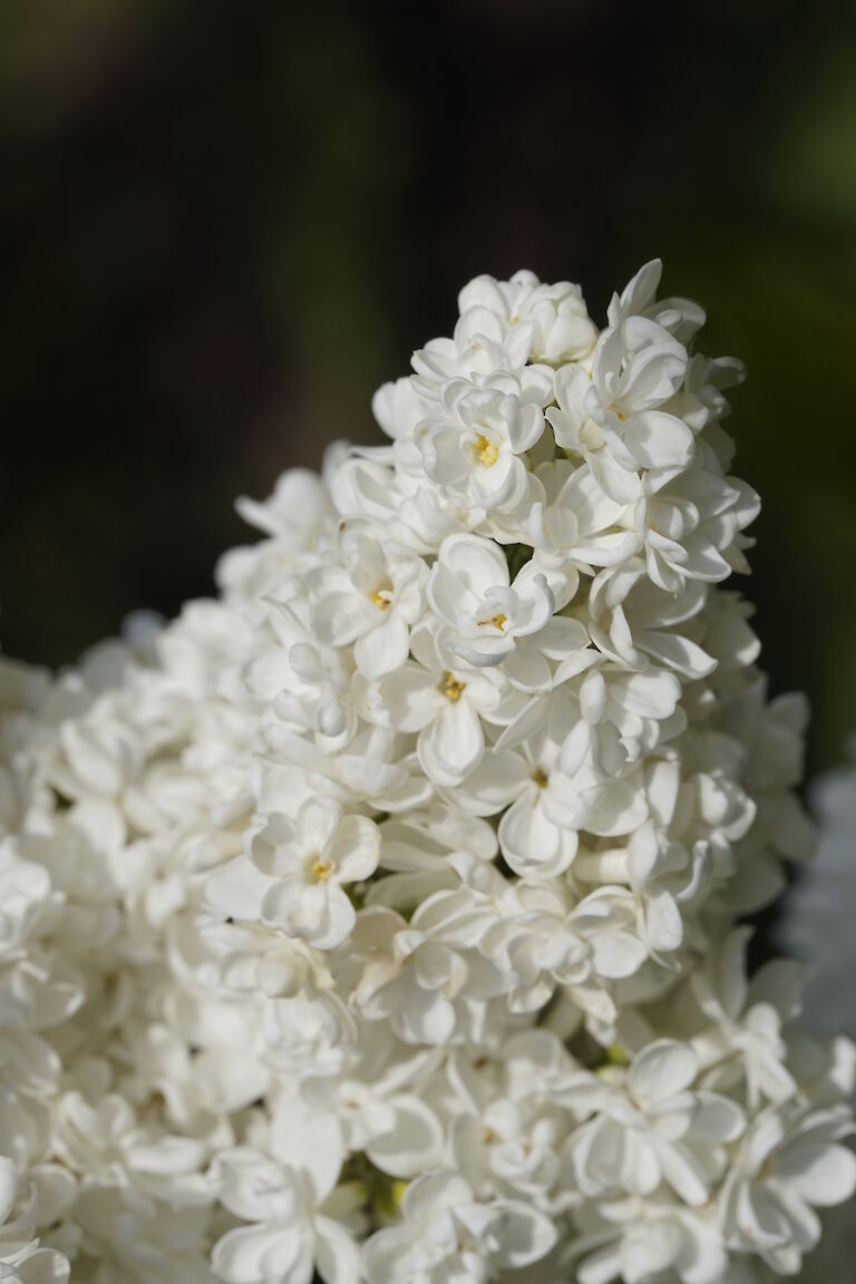 Syringa vulgaris J.F.Kennedy