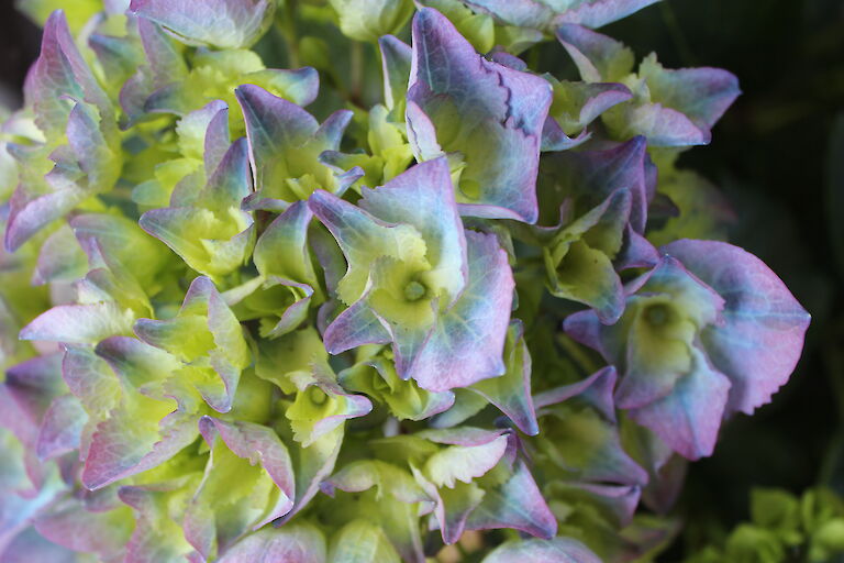 Hydrangea macrophylla blau aus Trio