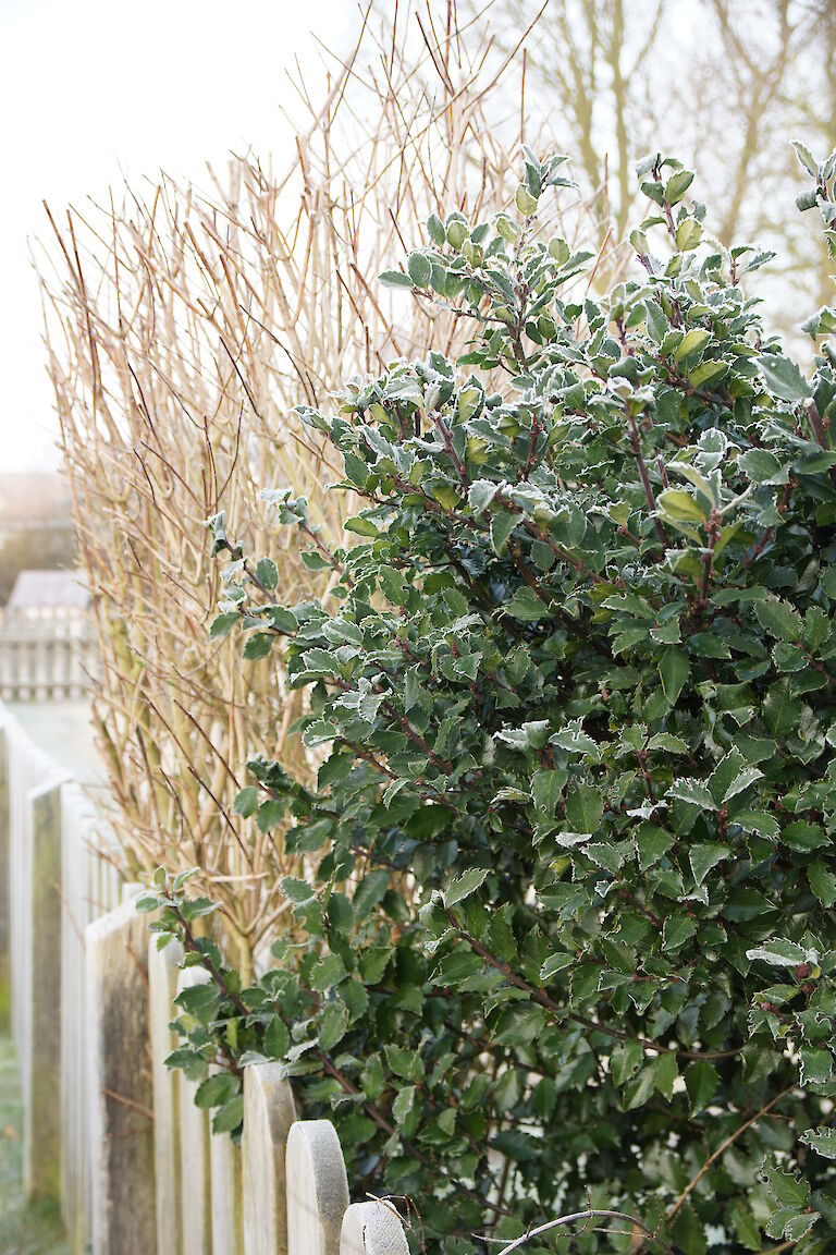 Ilex meserveae 'Blue Princess' Winter