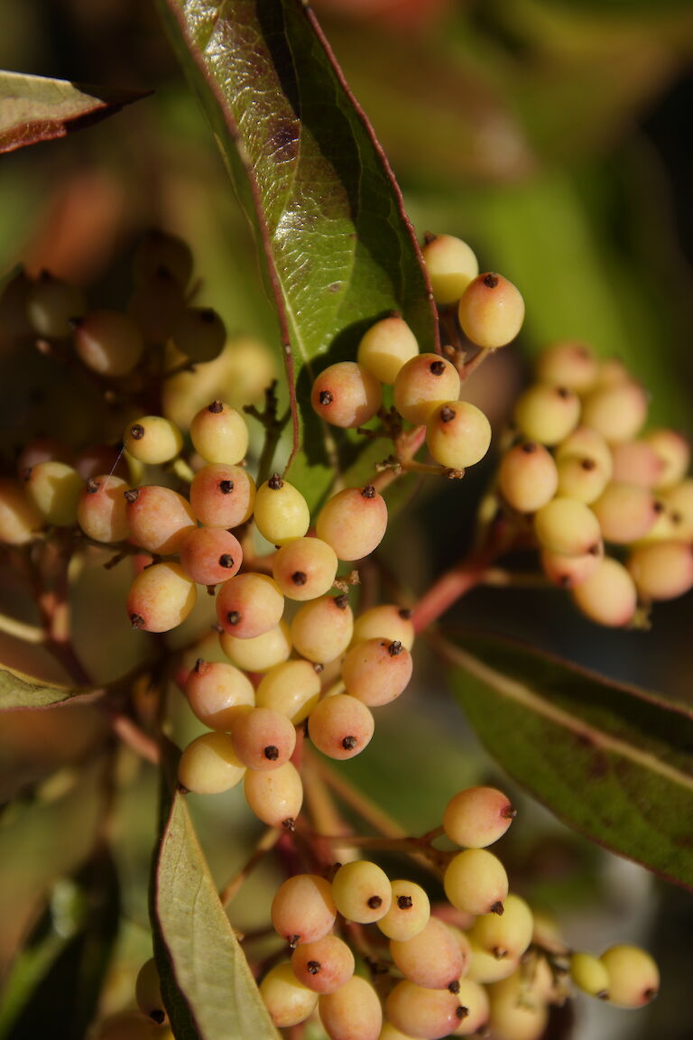 Viburnum nudum 'Winterthur'