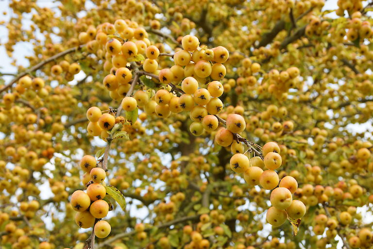 Malus 'Butterball'