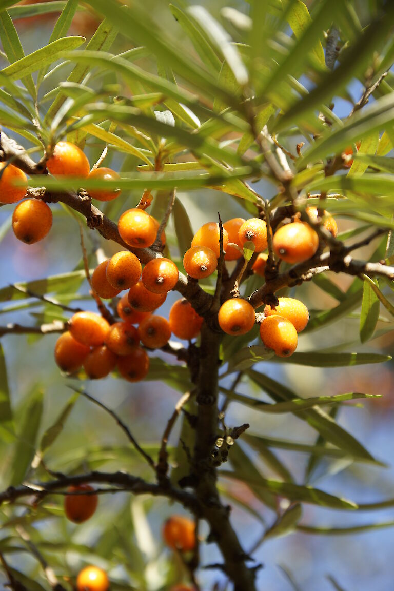 Hippophae rhamnoides 'Pollmix'