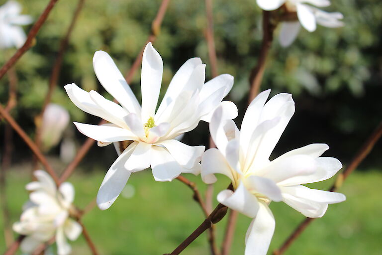 Magnolia stellata 'Royal Star'