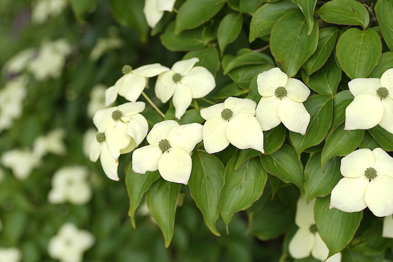 Cornus kousa var. chinensis Kreuzdame