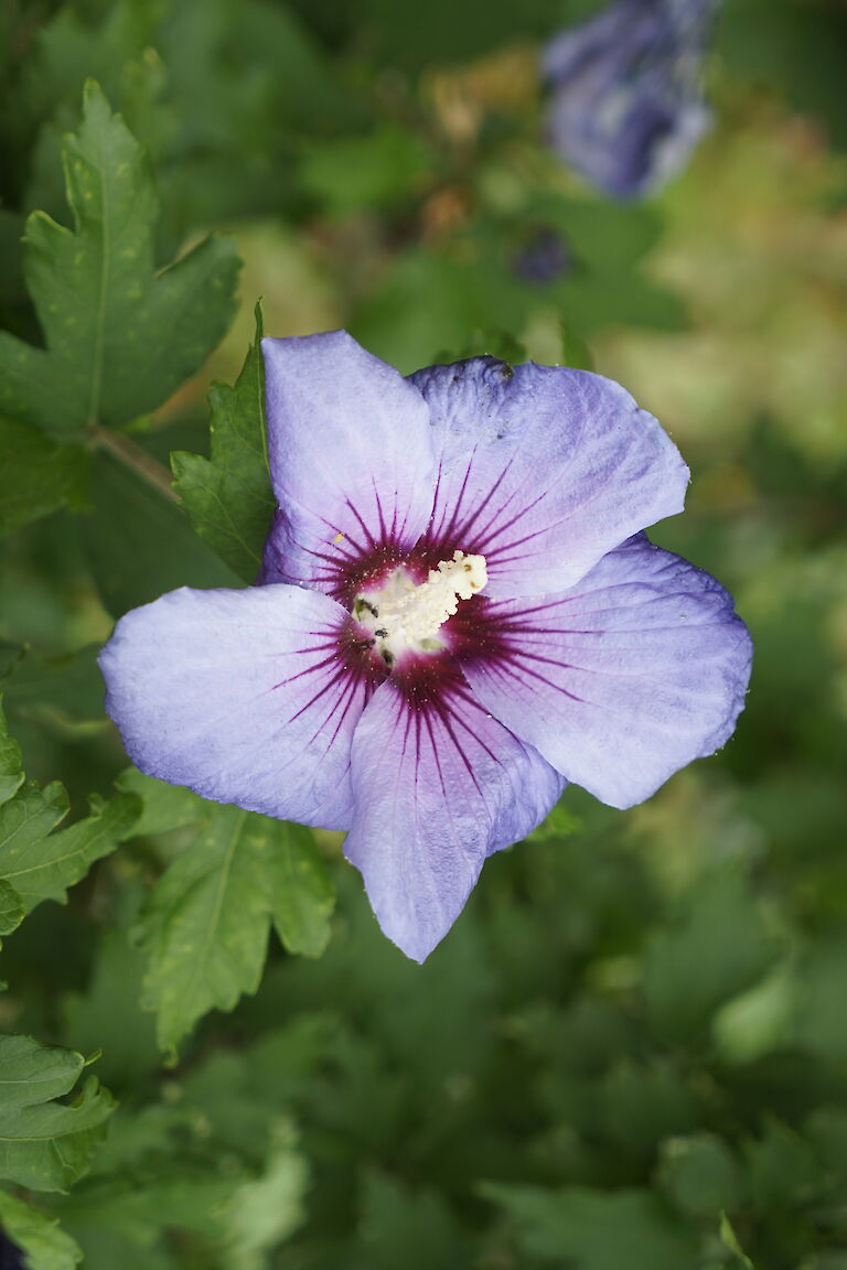 Hibiscus syriacus Oiseau Bleu