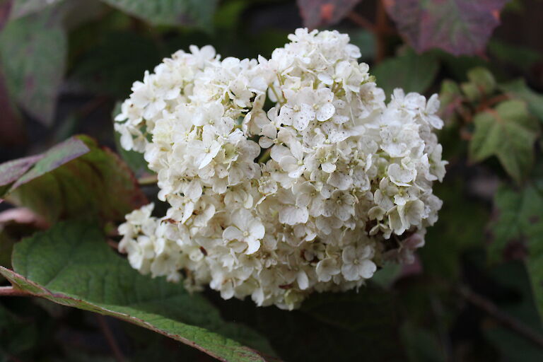 Hydrangea quercifolia 'Burgundy'