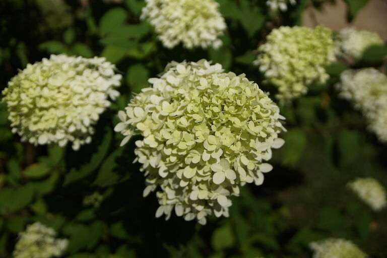 Hydrangea paniculata