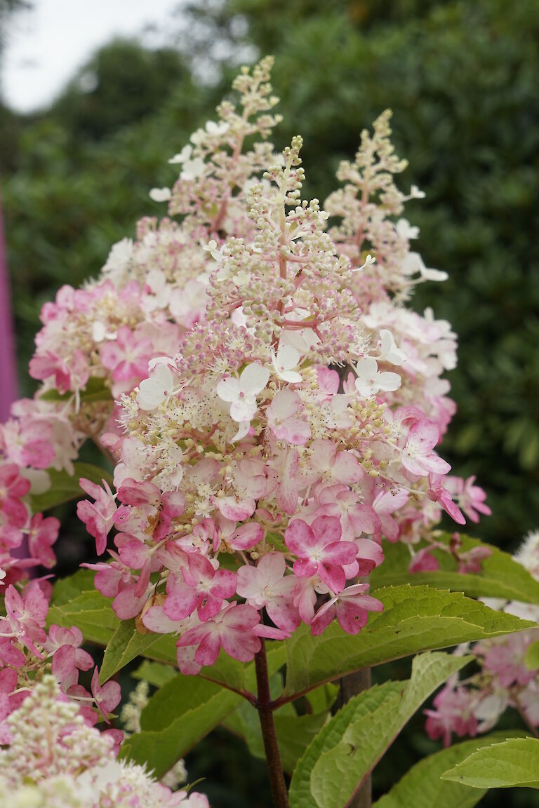 Hydrangea paniculata Pinky Winky