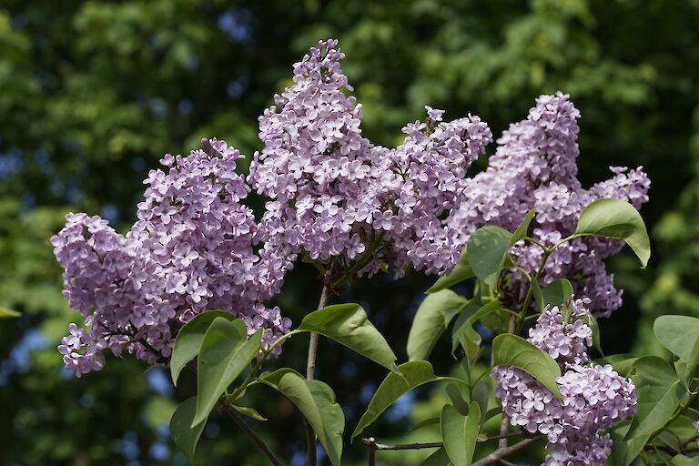 Syringa vulgaris Virginia Becker