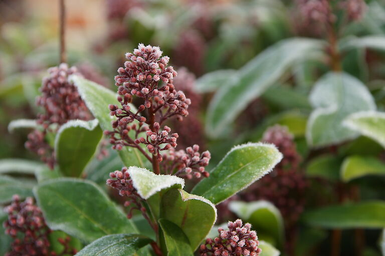 Skimmia Winter