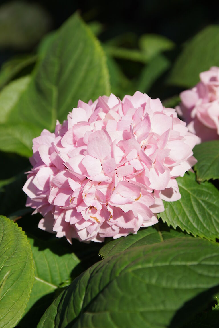 Hydrangea macrophylla rosa