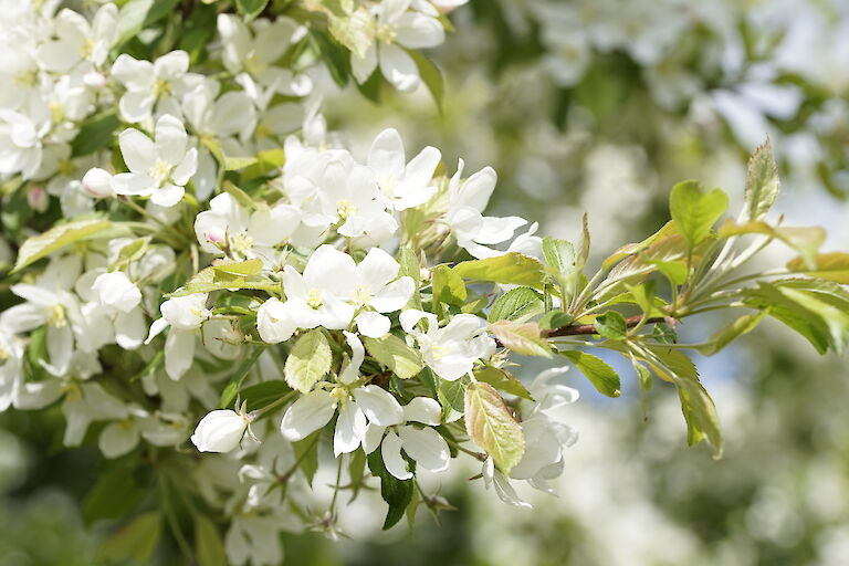 Malus Green Star