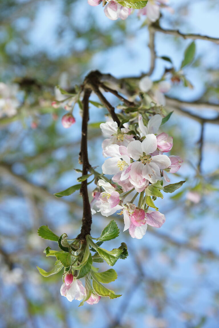 Malus sylvestris 'Stedinger Prinz'