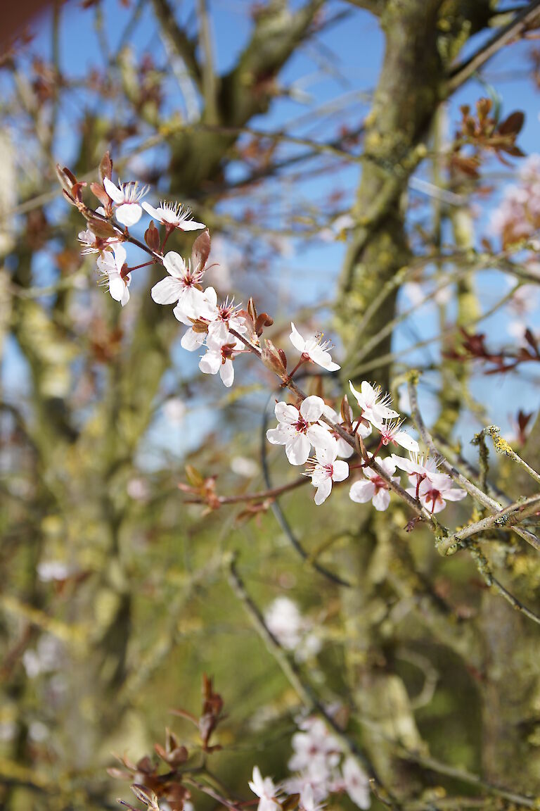 Prunus spinosa 'Purpurea'