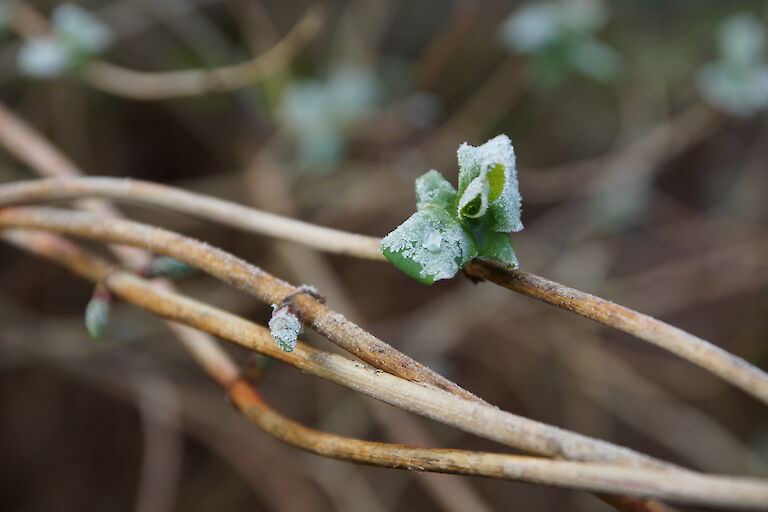 Hydrangea macrophylla Winter