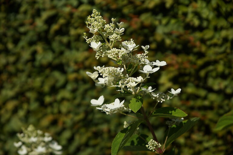 Hydrangea paniculata 'Pink Diamond