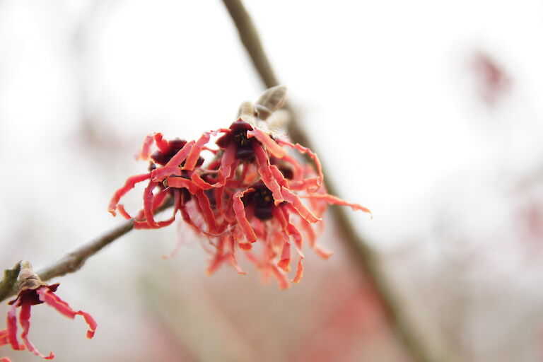 Hamamelis mollis'Feuerzauber'