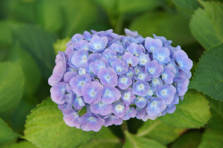 Hydrangea macrophylla