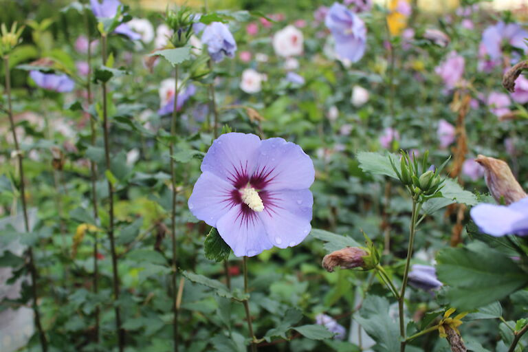 Hibiscus blau