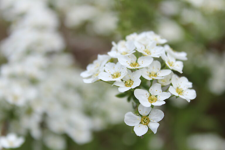 Spiraea Grefsheim