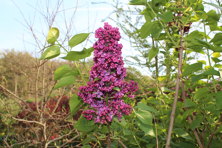 Syringa