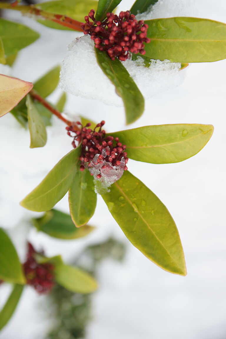 Skimmia japonica Winter