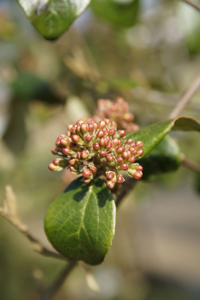 Viburnum burkwoodii