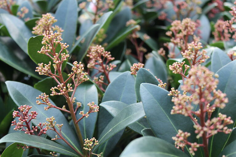 Skimmia japonica 'Rubella'