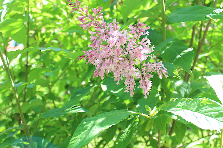 Syringa meyeri 'Palibin'