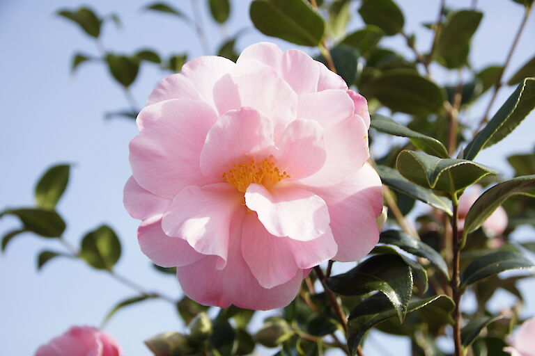 Camellia japonica 'Betty Sette'