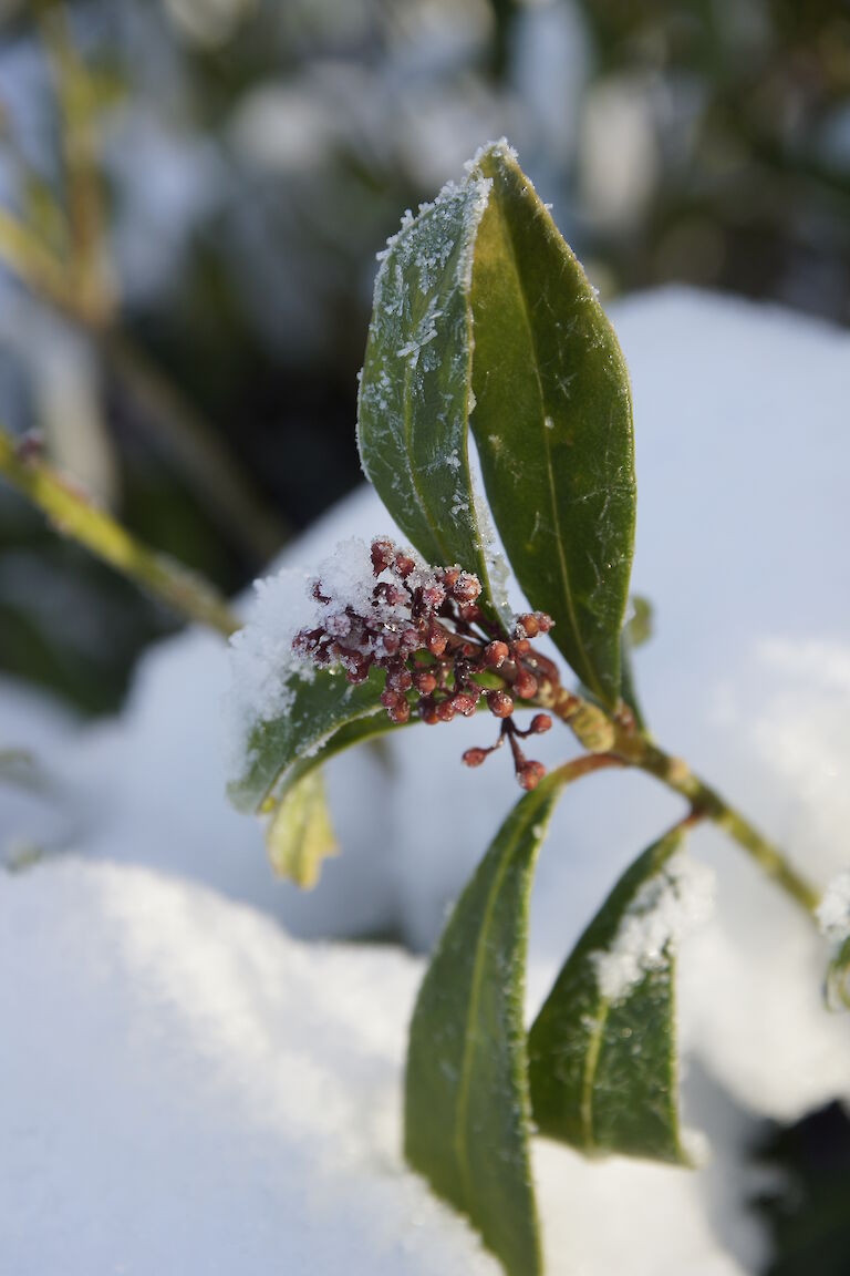 Skimmia japonica Winter