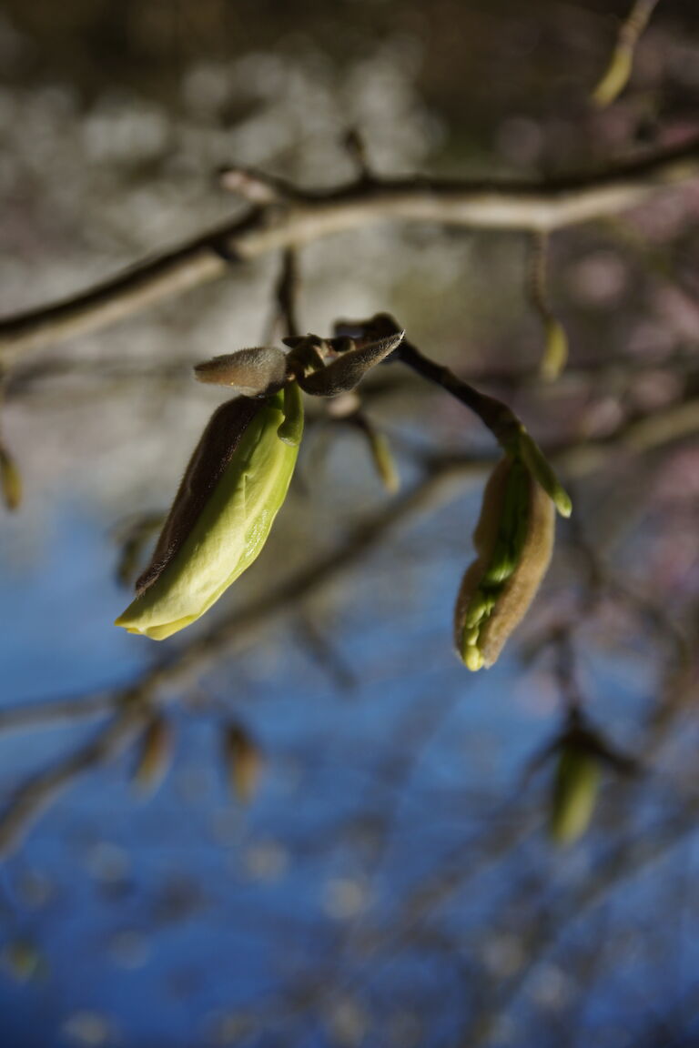 Magnolia 'Ivory Chalice'