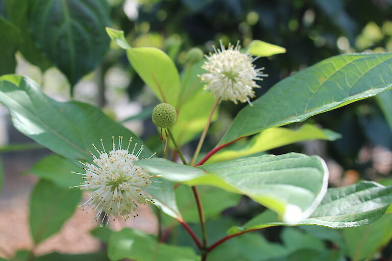 Cephalanthus occidentalis